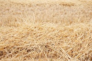 Pengrajin Serat Tumbuhan