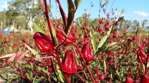 Kerajinan dari Serat Tanaman